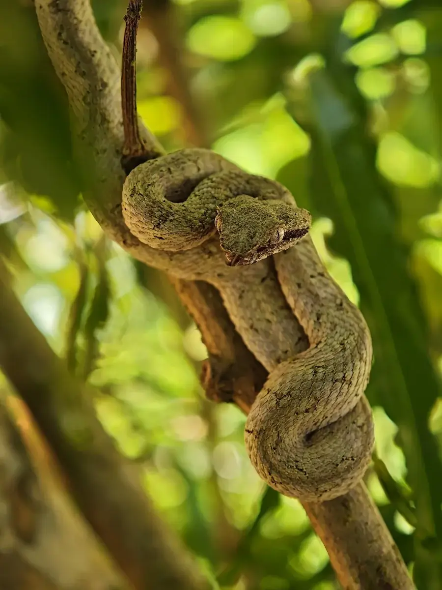 Hiking Tour at the Gandoca-Manzanillo Refuge