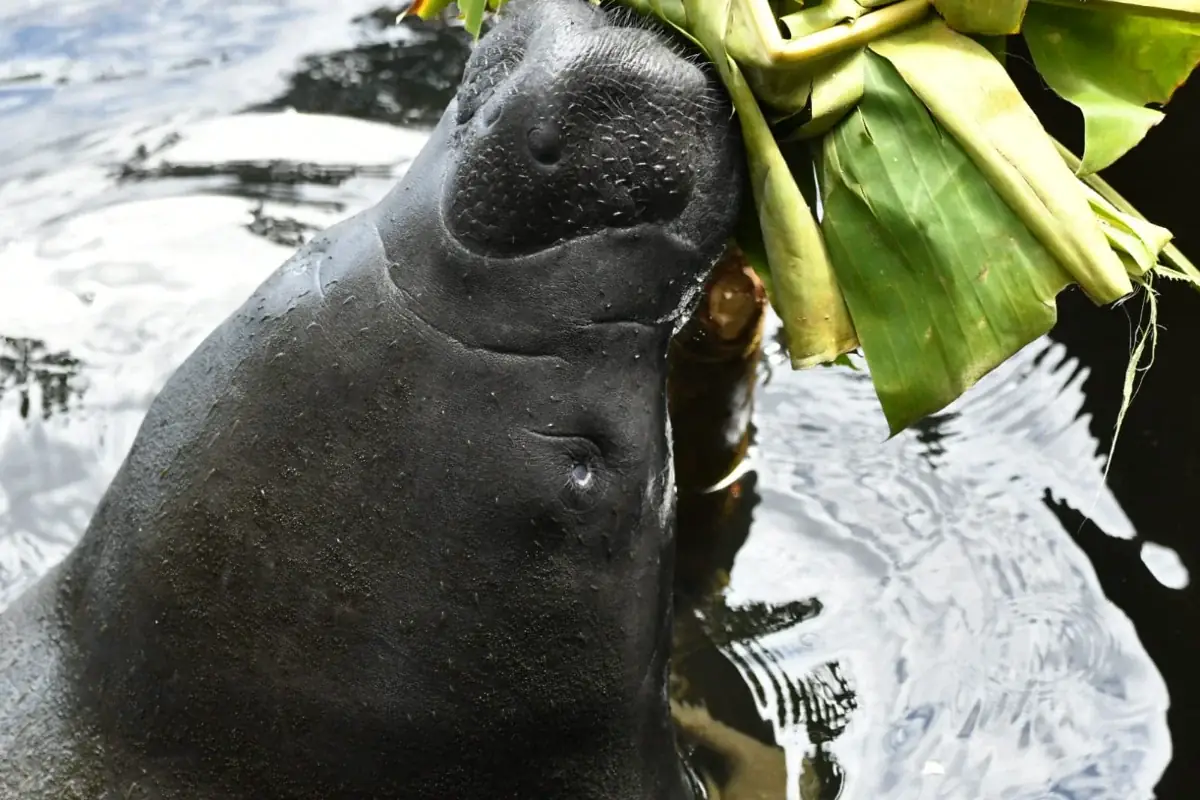 Manatee Tour in San San Pond Sak Wetland