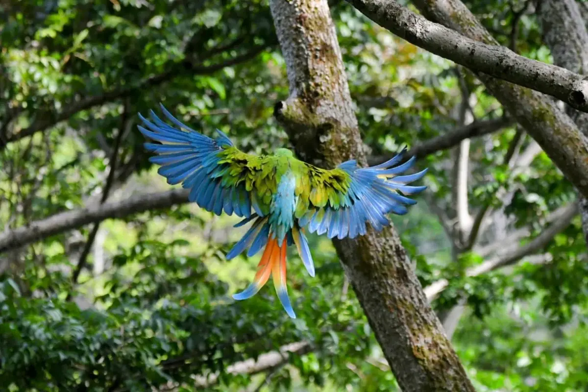 Bird Watching Tour