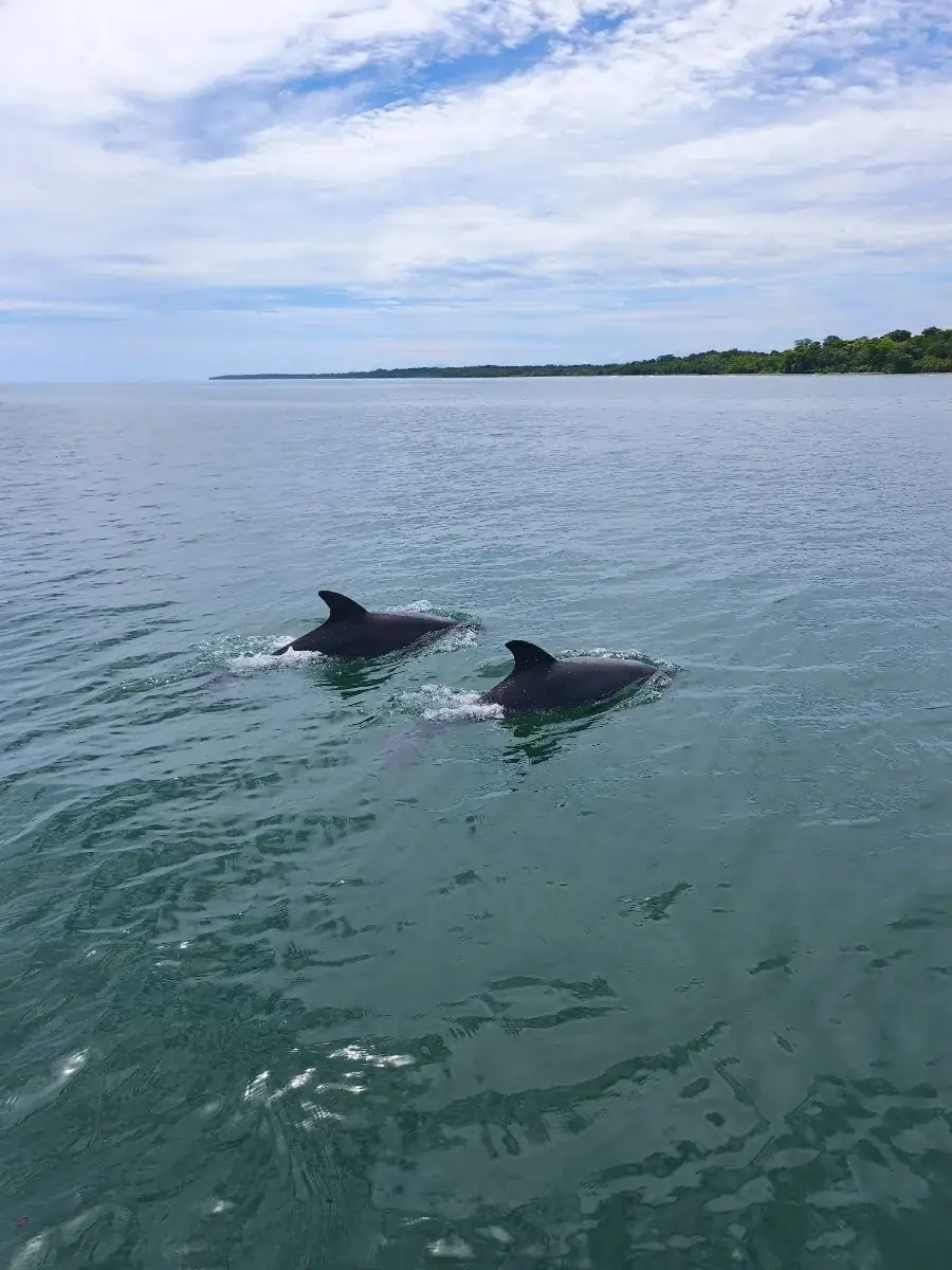 Dolphin Watching and Snorkeling Tour